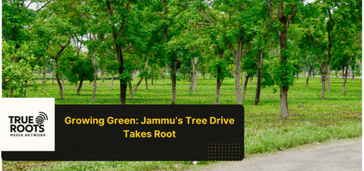 Jammu Plants Trees to Heal Flood Wounds