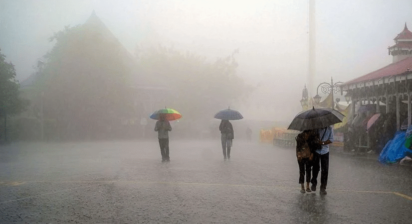 Samba’s Fields in Mourning: Heavy Rains Flatten Paddy Crops, Farmers Cry for Quick Relief