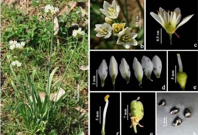 Alien Weed ‘False Garlic’ Recorded in Jammu and Kashmir for the First Time; Researchers Warn of Rapid Spread