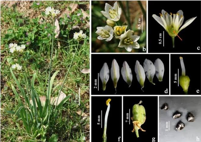 Alien Weed ‘False Garlic’ Recorded in Jammu and Kashmir for the First Time; Researchers Warn of Rapid Spread