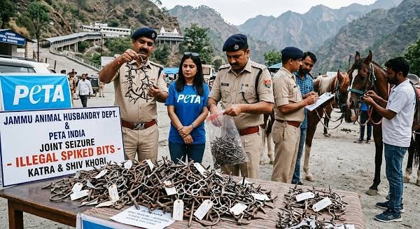 Jammu Animal Husbandry Department and PETA India Seize 140 Illegal Spiked Bits in Katra and Shiv Khori