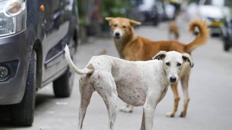 UP Sterilizes and Vaccinates Over 75,000 Dogs in 5.5 Months Amid Rising Safety Concerns